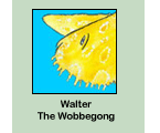 Walter The Wobbegong!